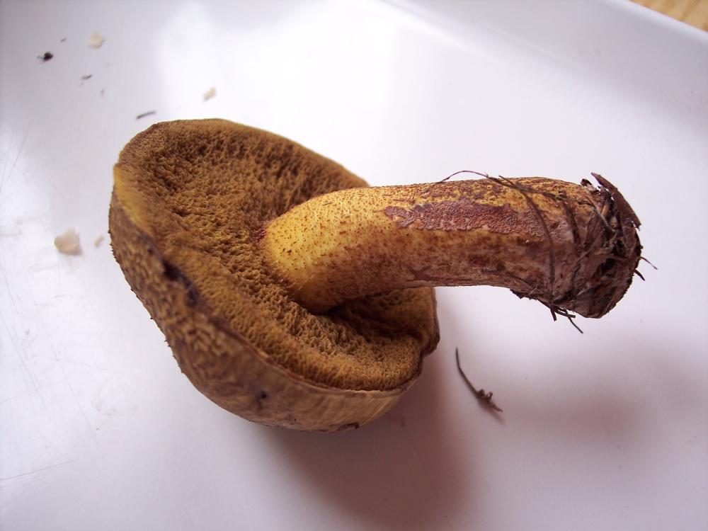 Suillus tridentinus ?